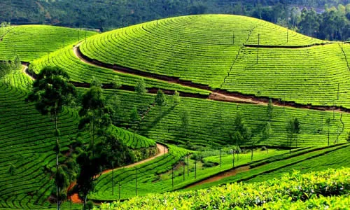 tea gardens munar